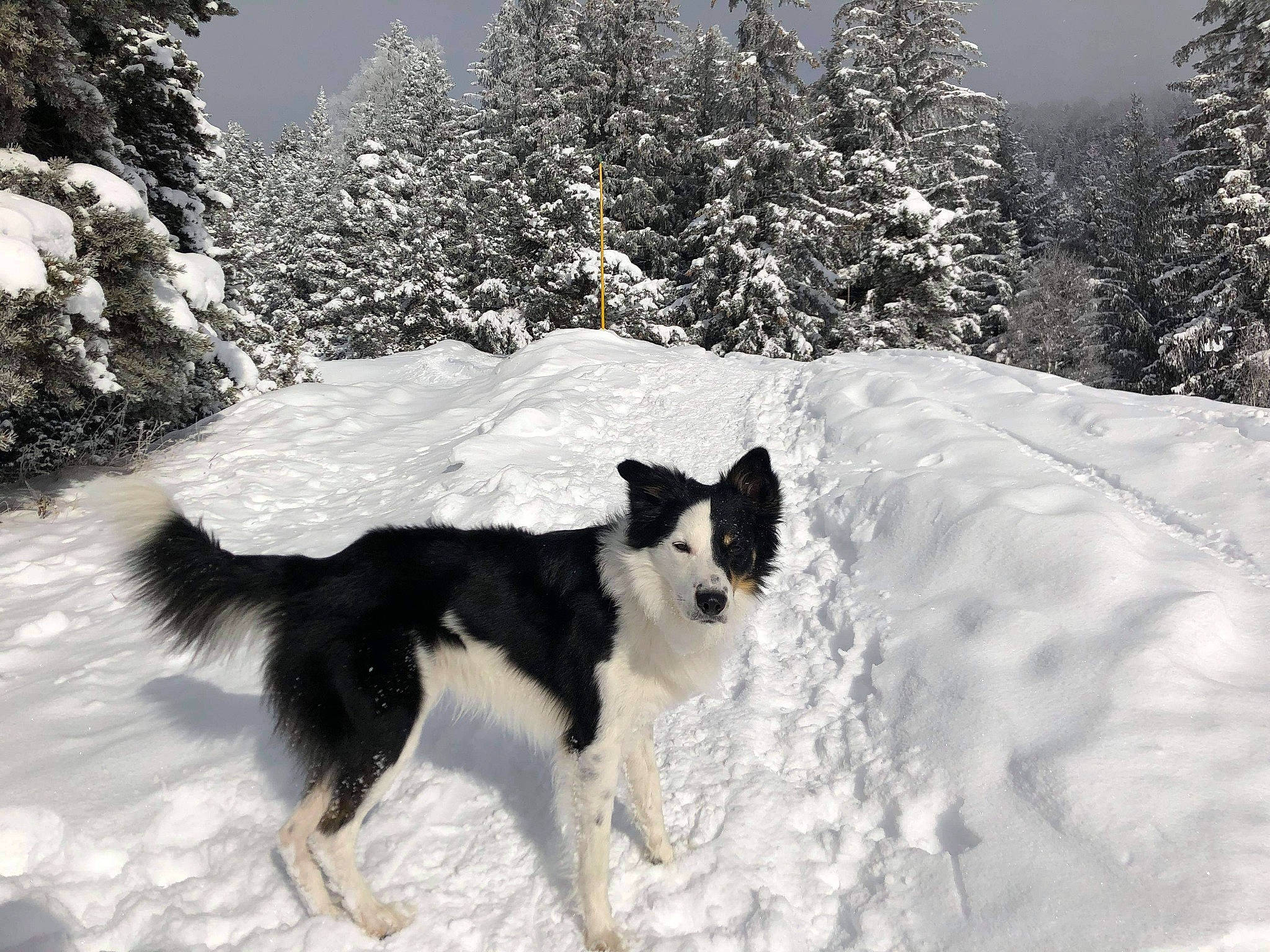 Onyx participe au concours pour gagner de l'argent avec cette photo : border_collie, canidae, carnivore, companion_dog, conifer, dog, dog_breed, freezing, monochrome_photography, nature, plant, recreation, slope, snout, snow, sporting_group, tail, tree, winter, working_dog