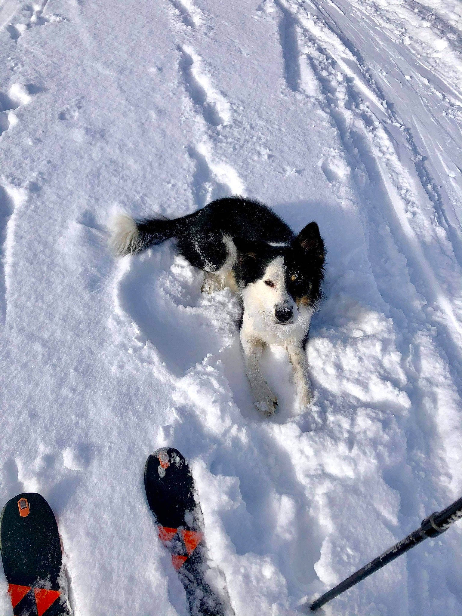 Onyx participe au concours pour gagner de l'argent avec cette photo : canidae, carmine, carnivore, companion_dog, dog, dog_breed, freezing, fun, fur, geological_phenomenon, glacial_landform, ice_cap, outdoor_recreation, recreation, slope, snow, sporting_group, tail, winter, working_dog