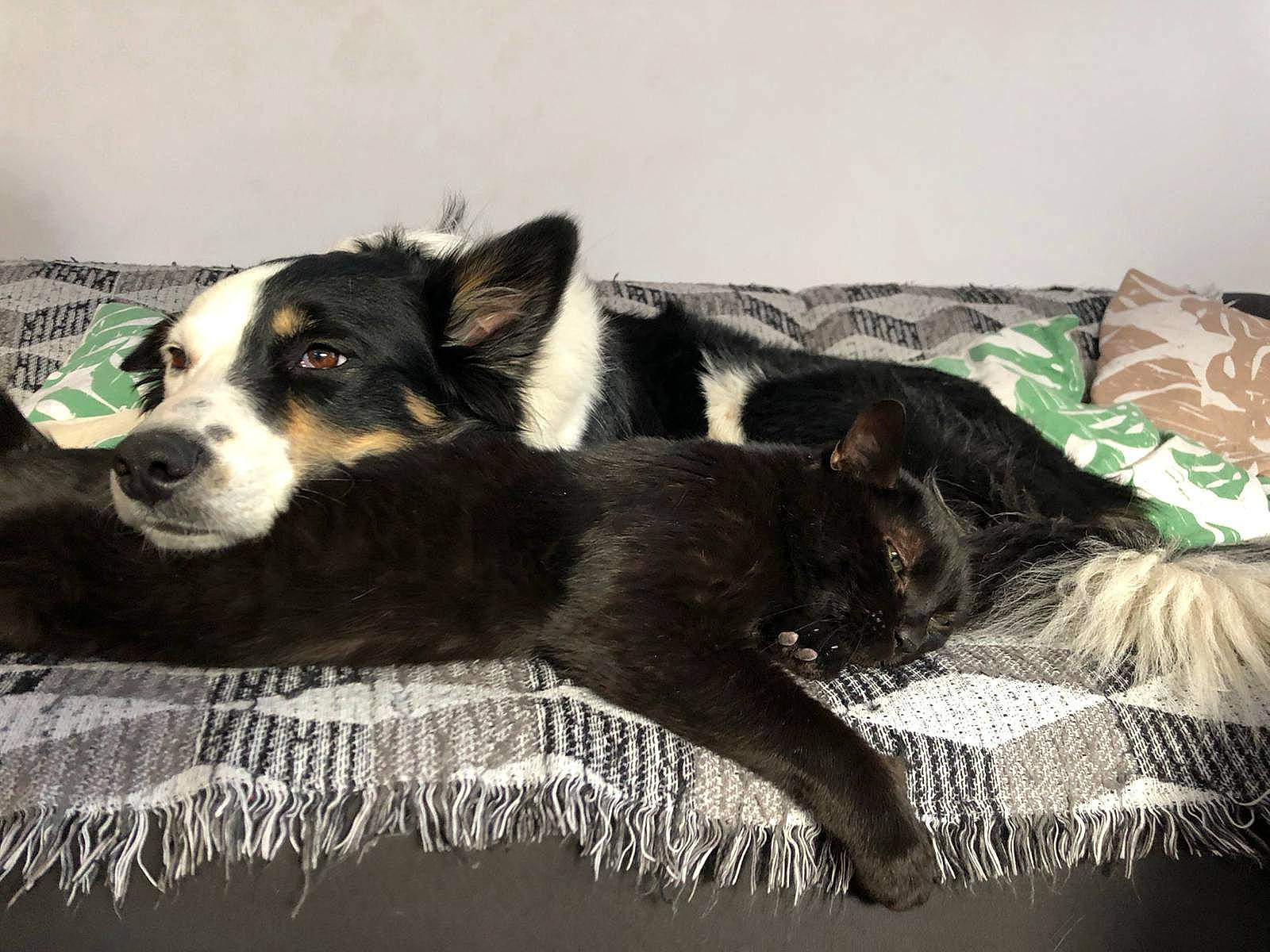 Onyx participe au concours pour gagner de l'argent avec cette photo : canidae, comfort, companion_dog, couch, dog, dog_breed, fur, herding_dog, linens, paw, rectangle, sporting_group, tail, terrestrial_animal, whiskers, working_animal, working_dog