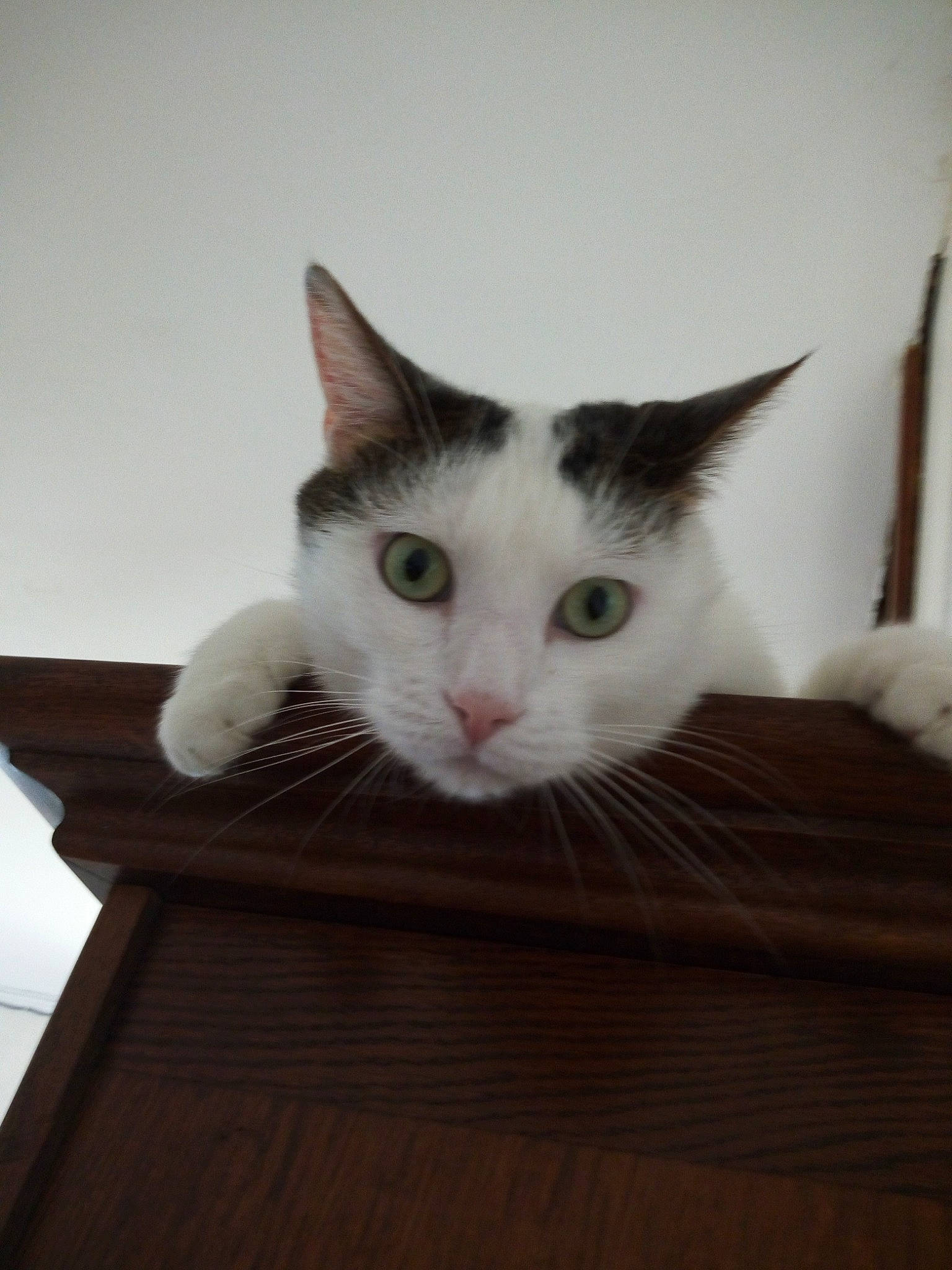 Chanel a rejoint le concours — aidez-le/la à gagner de superbes lots ! aegean_cat, carnivore, cat, domestic_short_haired_cat, felidae, fur, kitten, small_to_medium_sized_cats, turkish_angora, turkish_van, whiskers