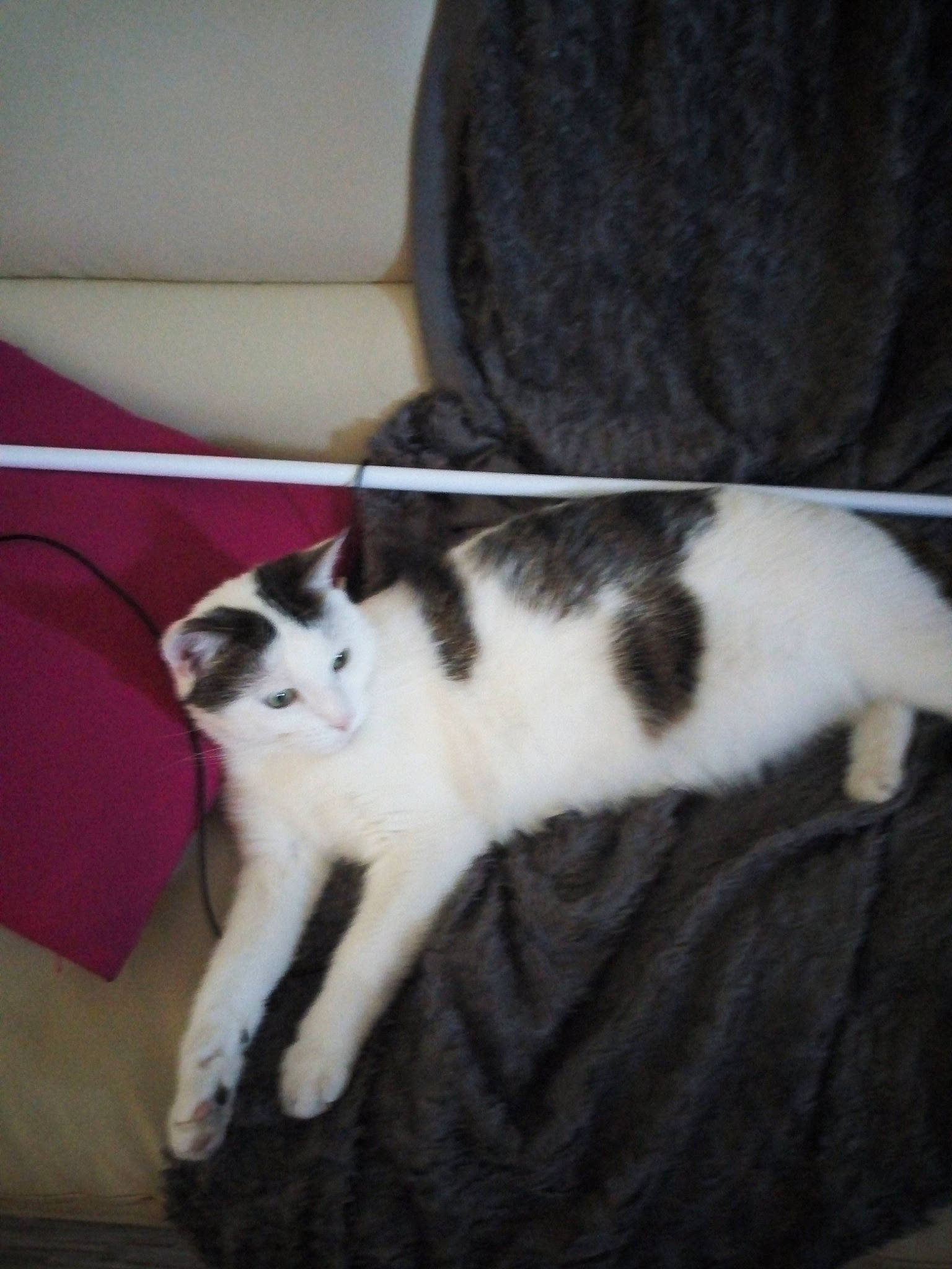 Chanel a rejoint le concours — aidez-le/la à gagner de superbes lots ! american_wirehair, carnivore, cat, domestic_short_haired_cat, european_shorthair, felidae, fur, kitten, mammal, small_to_medium_sized_cats, tail, whiskers