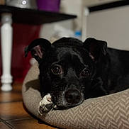 Oreo participe au concours pour gagner de l'argent avec cette photo : dog, black_dog, pet_bed, indoor, resting, paws, floor, tile_floor, close_up, animal, canine, cozy, relaxed, domestic, quiet, portrait, household, furniture, blurred_background, cute