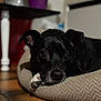 dog, black_dog, pet_bed, indoor, resting, paws, floor, tile_floor, close_up, animal, canine, cozy, relaxed, domestic, quiet, portrait, household, furniture, blurred_background, cute