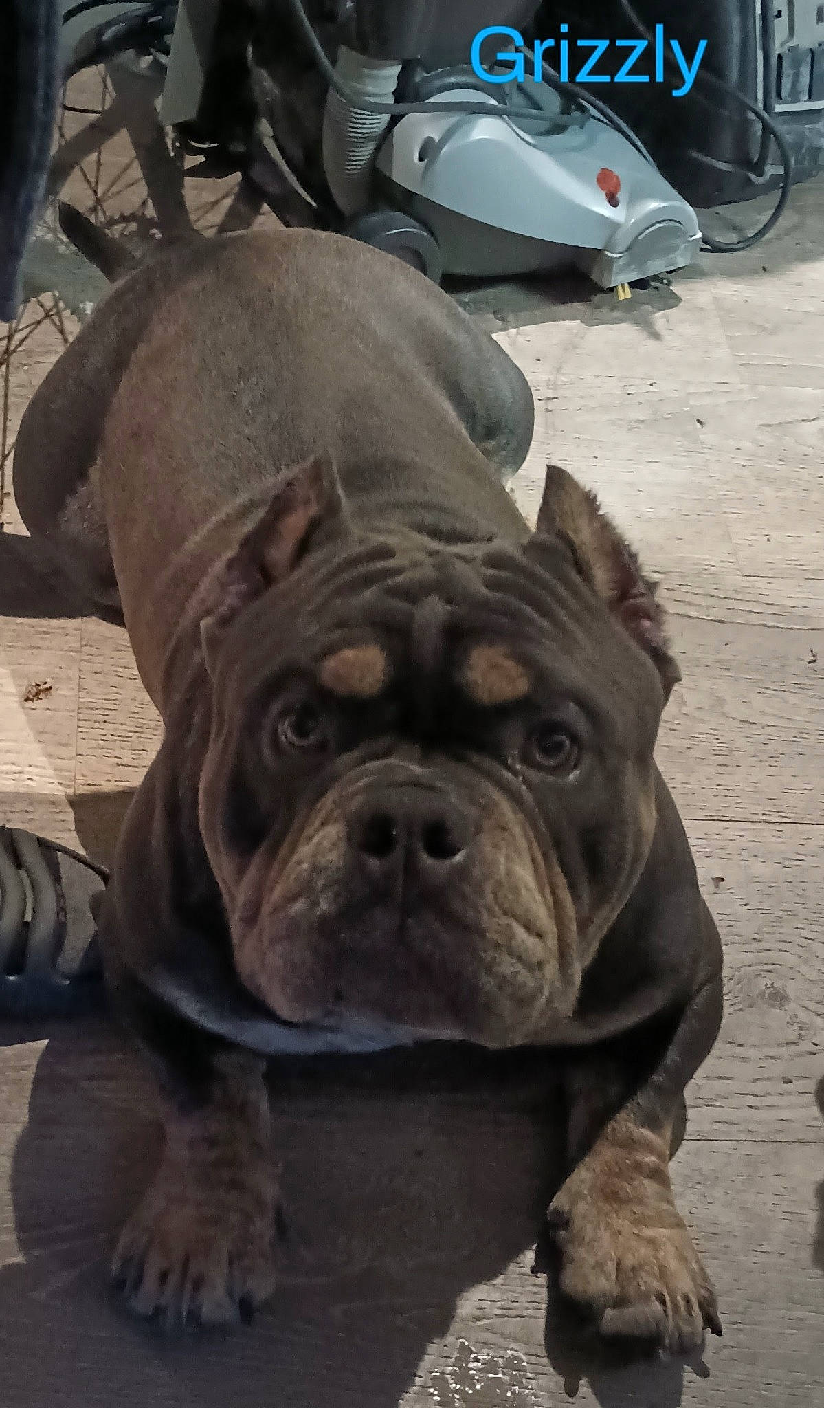 Grizzly