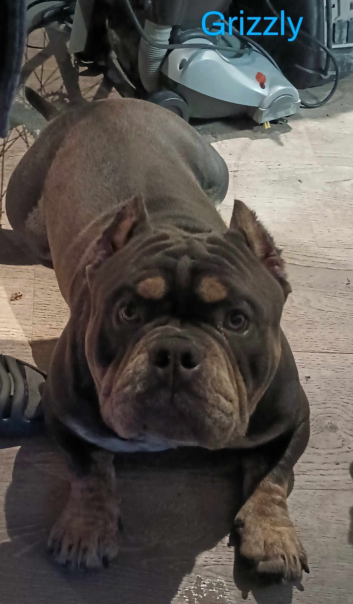 Grizzly