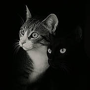 Tacos Et Sushi a rejoint le concours — aidez-le/la à gagner de superbes lots ! cat, tabby_cat, black_cat, portrait, animal, pet, whiskers, eyes, closeup, feline, black_and_white, dark_background, mysterious, soft_light, fur, animal_face, domestic_cat, two_cats, quiet, intense_gaze
