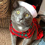 Milo joined the competition — help win amazing prizes! cat, gray_cat, yellow_eyes, santa_hat, christmas_sweater, festive, indoor, carpet, woven_basket, pet, animal, cute, holiday, costume, whiskers, portrait, looking_up, feline, cozy, domestic