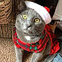cat, gray_cat, yellow_eyes, santa_hat, christmas_sweater, festive, indoor, carpet, woven_basket, pet, animal, cute, holiday, costume, whiskers, portrait, looking_up, feline, cozy, domestic