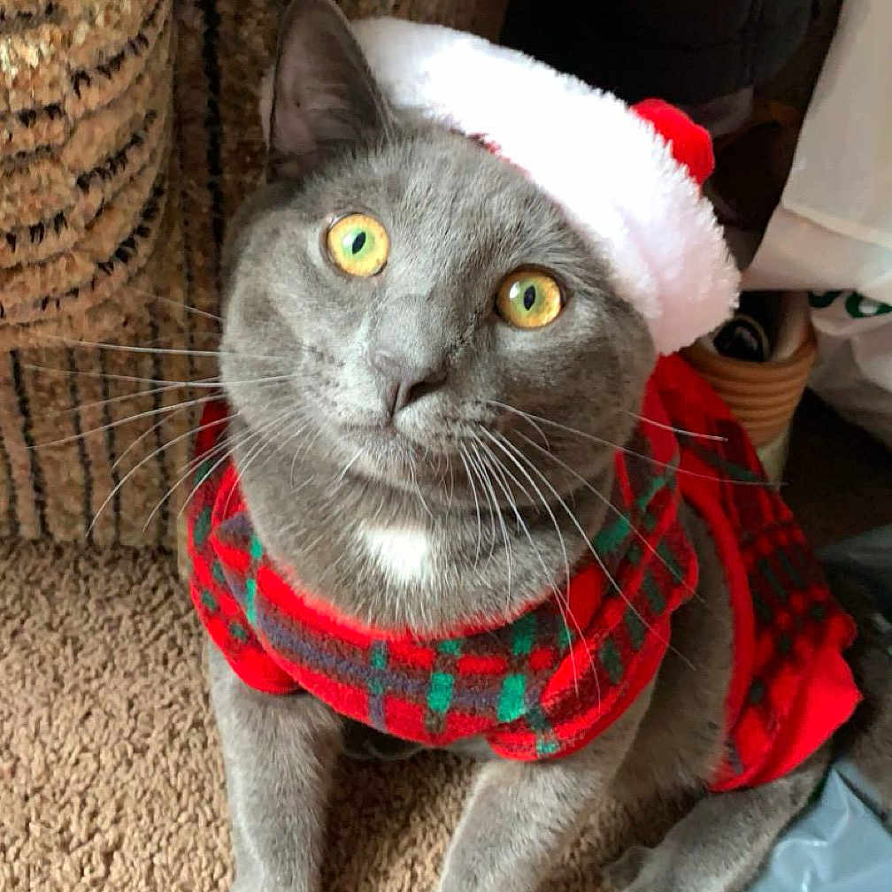 Milo joined the competition — help win amazing prizes! animal, carpet, cat, christmas_sweater, costume, cozy, cute, domestic, feline, festive, gray_cat, holiday, indoor, looking_up, pet, portrait, santa_hat, whiskers, woven_basket, yellow_eyes