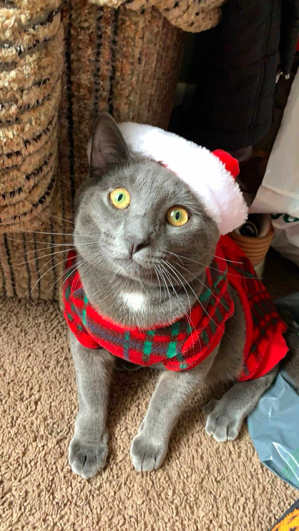 Milo joined the competition — help win amazing prizes! cat, gray_cat, yellow_eyes, santa_hat, christmas_sweater, festive, indoor, carpet, woven_basket, pet, animal, cute, holiday, costume, whiskers, portrait, looking_up, feline, cozy, domestic