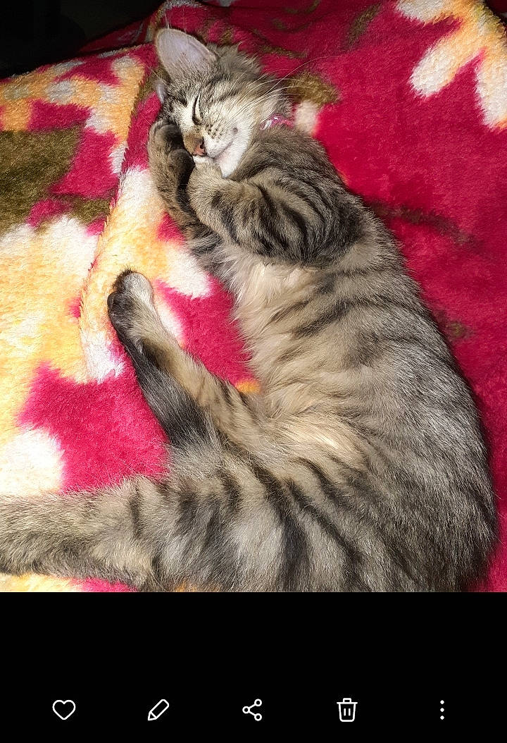 Daphnie is registered to the contest to win money with this photo: carnivore, cat, claw, communication_device, display_device, domestic_short_haired_cat, electronic_device, felidae, font, fur, magenta, output_device, paw, photo_caption, rectangle, small_to_medium_sized_cats, snout, tail, whiskers, window