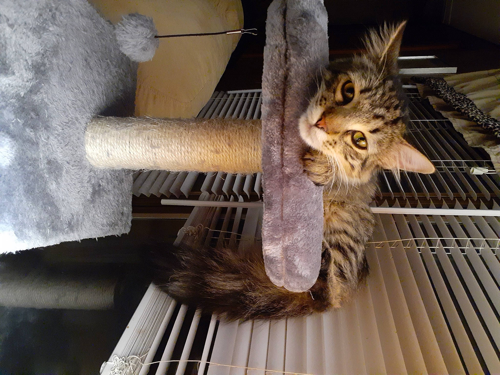 Daphnie is registered to the contest to win money with this photo: animal_shelter, carnivore, cat, cat_supply, claw, comfort, domestic_short_haired_cat, fawn, felidae, fur, metal, paw, small_to_medium_sized_cats, snout, tail, terrestrial_animal, whiskers, wildlife, window, wood