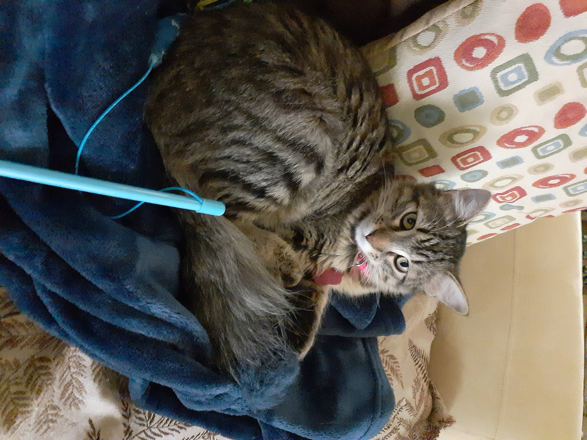 Daphnie joined the competition — help win amazing prizes! carnivore, cat, claw, comfort, domestic_short_haired_cat, felidae, fur, paw, small_to_medium_sized_cats, snout, tail, terrestrial_animal, whiskers