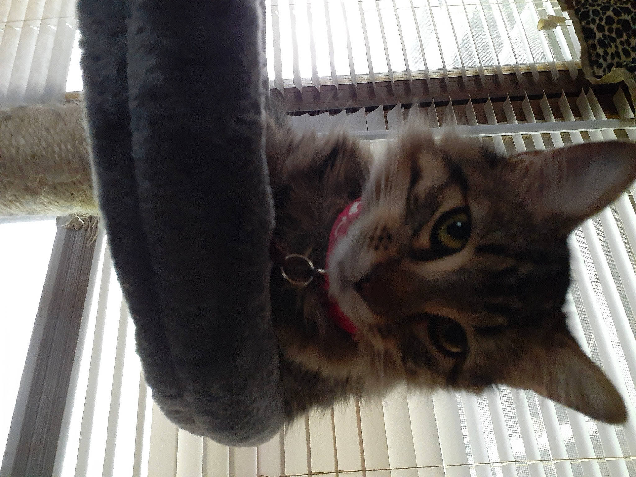 Daphnie joined the competition — help win amazing prizes! animal_shelter, cage, carnivore, cat, cat_supply, claw, domestic_short_haired_cat, fawn, felidae, fur, paw, pet_supply, plant, small_to_medium_sized_cats, snout, tail, terrestrial_animal, tree, whiskers, window