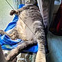 Par is registered to the contest to win money with this photo: blue_blanket, cat, cozy, curtains, daylight, feline, fluffy, fur, gray_tabby, home, indoor, lounging, paw, pet, quilted_bedspread, relaxation, resting, stretching, sunlight, window