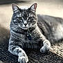 animal, carpet, cat, closeup, collar, cute, domestic_cat, feline, fur, gray_cat, indoor, laying_down, mammal, paw, pet, portrait, relaxed, tabby, tag, whiskers