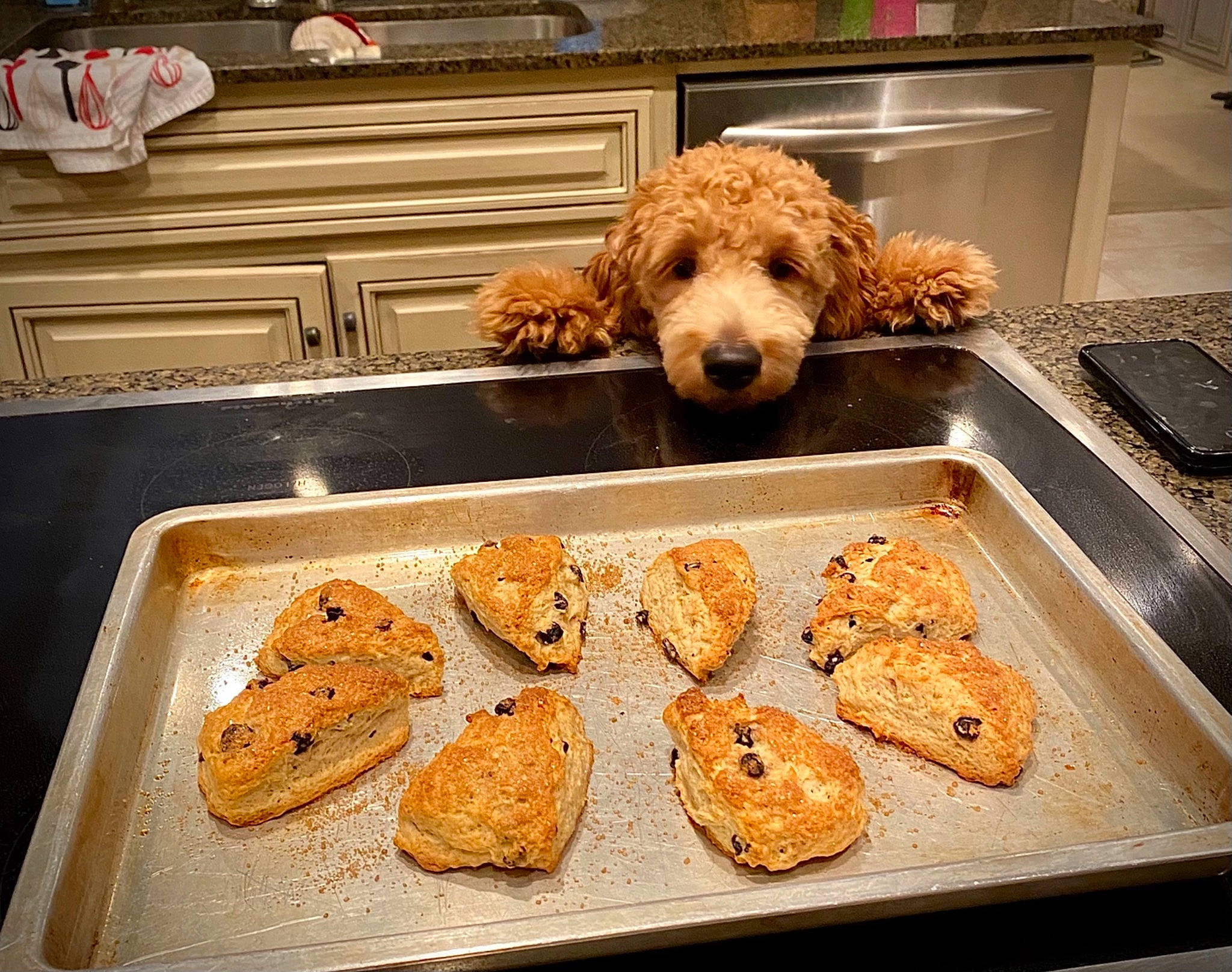 Mister joined the competition — help win amazing prizes! carnivore, comfort_food, companion_dog, cooking, cuisine, deep_frying, dish, finger_food, food, fried_food, gluten, ingredient, kitchen_appliance, plate, produce, recipe, sheet_pan, staple_food, tableware, working_animal