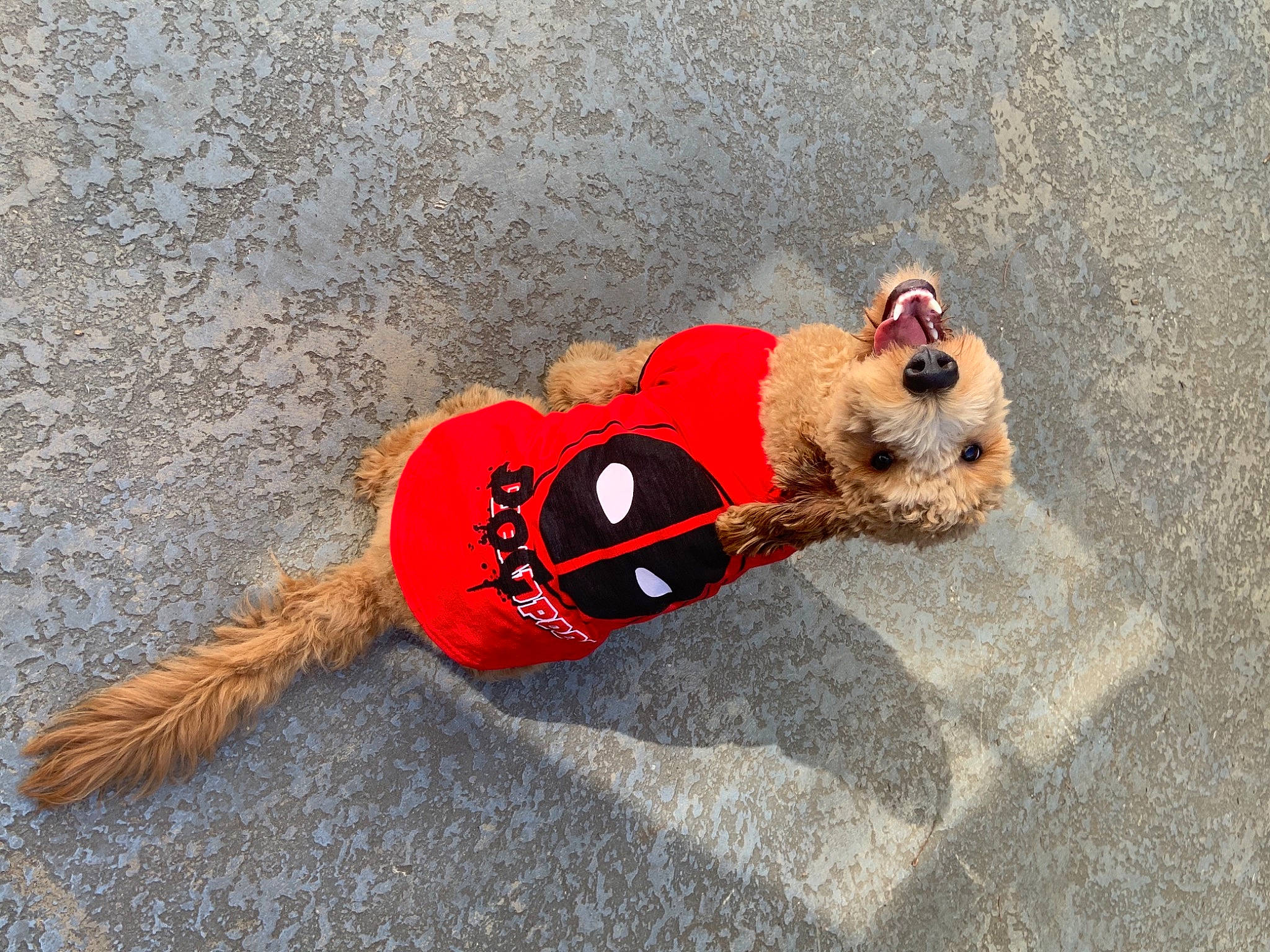 Mister is registered to the contest to win money with this photo: canidae, carmine, carnivore, companion_dog, costume_hat, dog, dog_breed, dog_clothes, dog_supply, event, fawn, font, fur, leash, rope_rhythmic_gymnastics, snout, sporting_group, stuffed_toy, toy, vertebrate