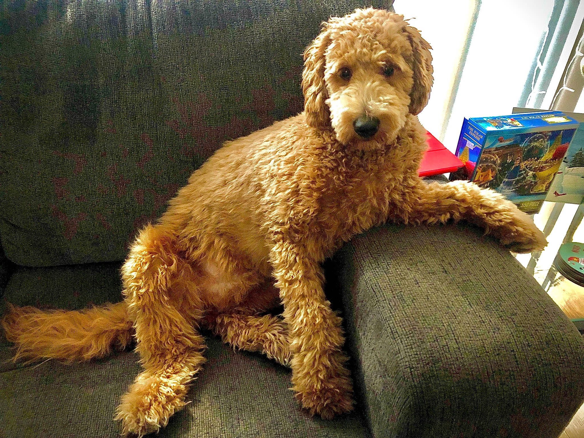 Mister joined the competition — help win amazing prizes! canidae, carnivore, companion_dog, dog, dog_breed, fawn, fur, metal, non_sporting_group, poodle, poodle_crossbreed, snout, sporting_group, terrier, toy, toy_dog, water_dog, working_animal