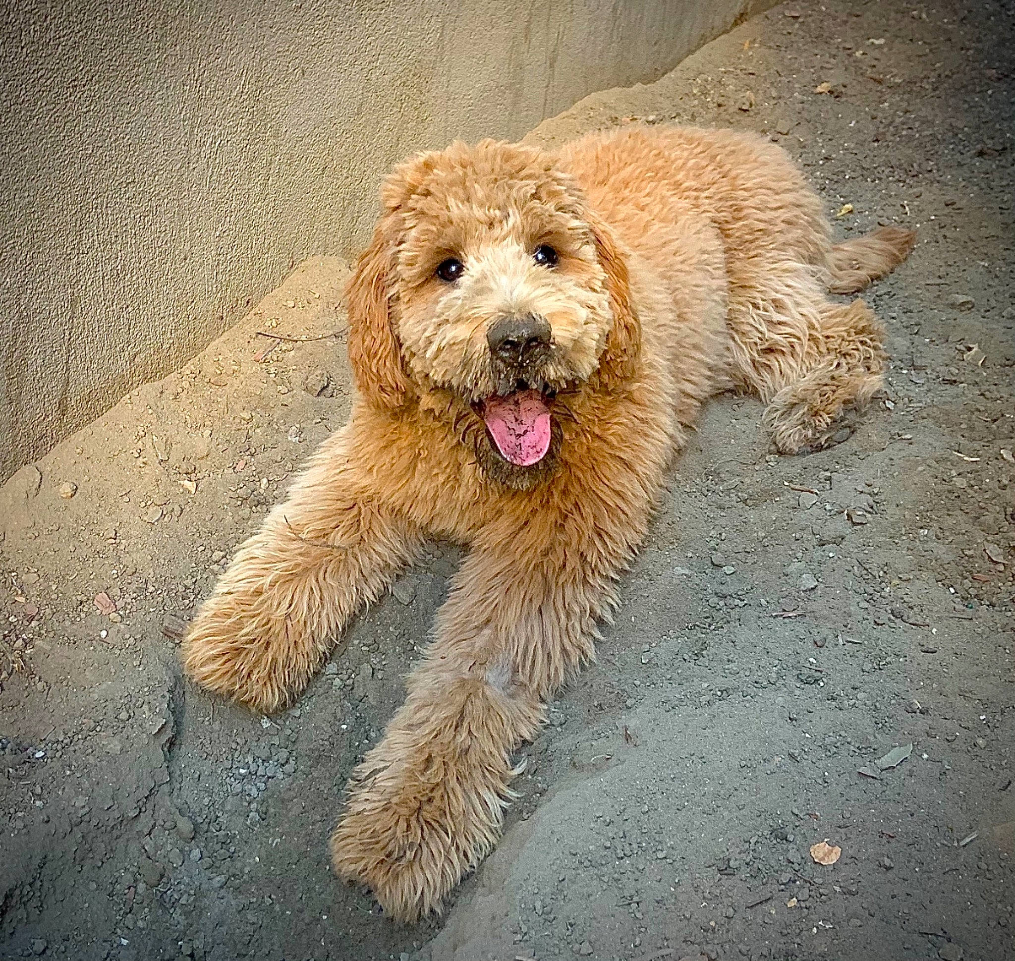 Mister joined the competition — help win amazing prizes! canidae, carnivore, companion_dog, dog, dog_breed, fawn, fur, maltepoo, non_sporting_group, poodle, poodle_crossbreed, road_surface, small_terrier, snout, soil, sporting_group, terrier, toy_dog, water_dog, working_animal