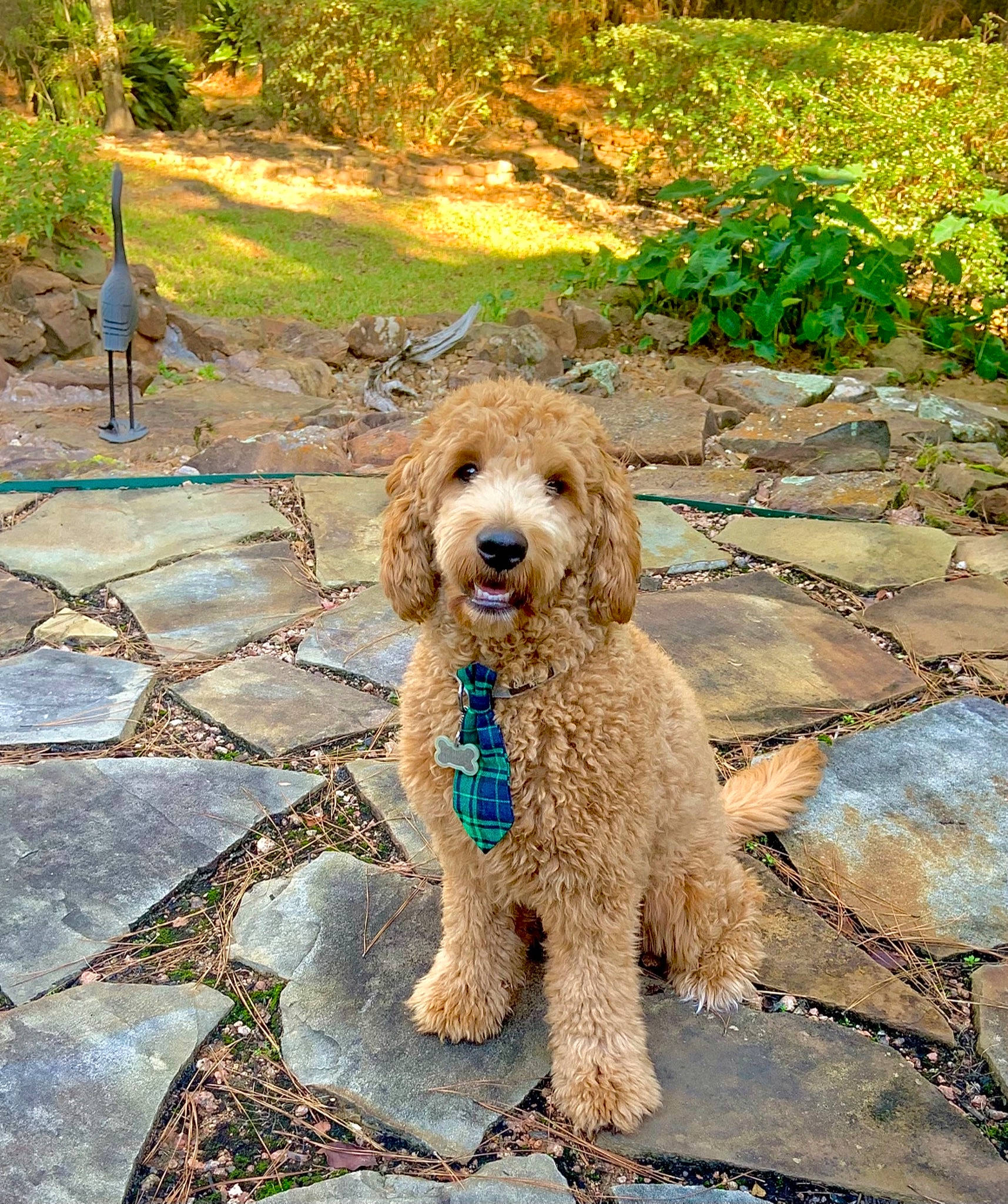 Mister is registered to the contest to win money with this photo: carnivore, collar, companion_dog, dog, dog_breed, dog_collar, dog_supply, fawn, grass, groundcover, landscape, leash, plant, poodle, soil, sporting_group, terrier, toy_dog, water_dog, working_animal