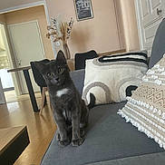 Nino a rejoint le concours — aidez-le/la à gagner de superbes lots ! animal, architecture, beanbag, building, cat, chaise, couch, cushion, foyer, furniture, homedecor, indoors, pet, photoframe