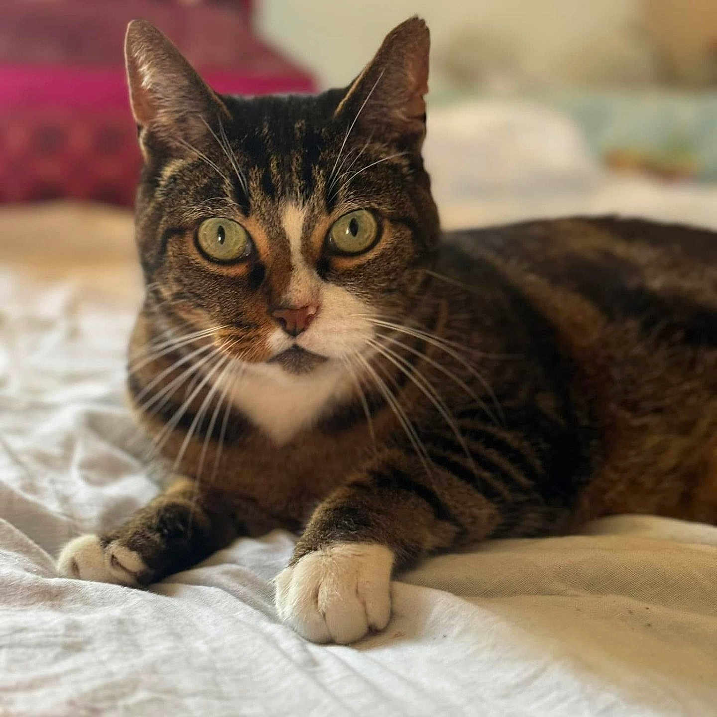 Grisou a rejoint le concours — aidez-le/la à gagner de superbes lots ! animal, bed, cat, close_up, cozy, cute, domestic_cat, feline, fur, green_eyes, indoor, looking_at_camera, paws, pet, relaxed, resting, soft_light, tabby, whiskers, white_bedspread