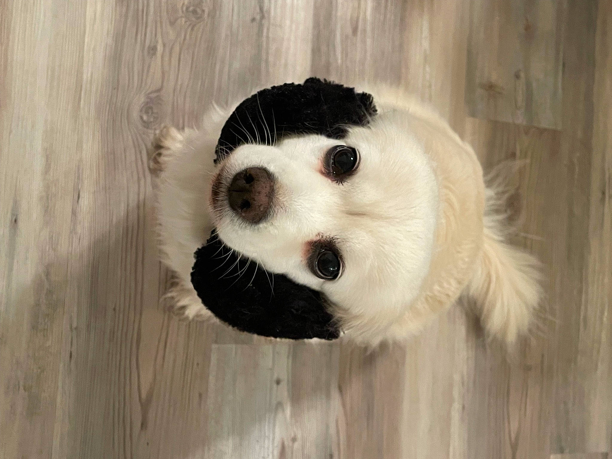Skylar is registered to the contest to win money with this photo: canidae, carnivore, companion_dog, dog_breed, eyelash, fur, hardwood, panda, snout, terrestrial_animal, toy, whiskers, wildlife, wood
