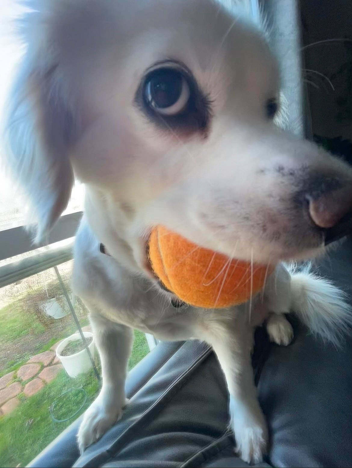 Skylar is registered to the contest to win money with this photo: canidae, carnivore, collar, companion_dog, dog, dog_breed, dog_supply, ear, eyelash, fawn, fur, grass, nose, pet_supply, snout, sporting_group, toy, toy_dog, whiskers, working_animal