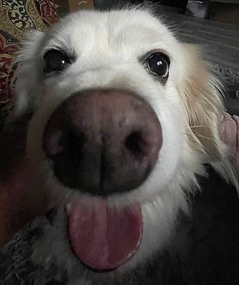 Skylar joined the competition — help win amazing prizes! canidae, carnivore, close_up, companion_dog, dog, dog_breed, fang, fawn, fur, nose, paw, puppy_love, selfie, sky, smile, snout, sporting_group, whiskers, white, working_animal