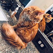 Chai joined the competition — help win amazing prizes! bathroom, cat, cleaning_supplies, collar, counter, curious, domestic_animal, faucet, fur, granite, household, indoor, mirror, orange_cat, pet, reflection, sink, soap_dispenser, tail, whiskers