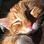 Chai is registered to the contest to win money with this photo: animal, cat, close_up, cozy, cute, fur, ginger, indoor, kitten, nap, peaceful, pet, pink_nose, relaxation, resting, sleeping, soft, sunlight, whiskers, white_paw