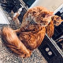 Chai is registered to the contest to win money with this photo: animal, bathroom, cat, collar, contemplative, countertop, domestic_animal, electrical_outlet, faucet, fluffy, fur, granite, indoor, mirror, orange_cat, pet, reflection, soap_dispenser, tail, whiskers