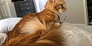 Chai is registered to the contest to win money with this photo: bedroom, blanket, cat, collar, cozy, cushion, dresser, feline, fluffy_tail, fur, furniture, home, indoor, orange_cat, pet, relaxed, resting, side_view, soft_texture, television