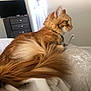 bedroom, blanket, cat, collar, cozy, cushion, dresser, feline, fluffy_tail, fur, furniture, home, indoor, orange_cat, pet, relaxed, resting, side_view, soft_texture, television