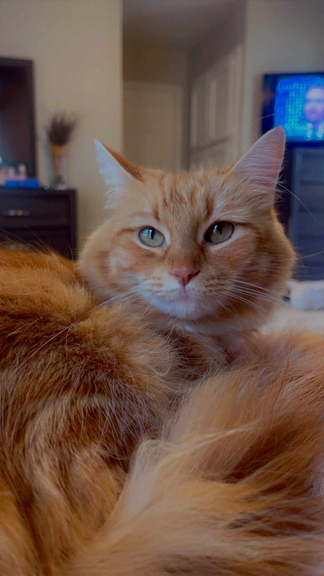 Chai joined the competition — help win amazing prizes! animal, cat, close_up, cozy, cute, domestic_animal, ears, eyes, feline, fluffy, fur, home, indoor, living_room, orange_cat, pet, portrait, relaxed, tail, whiskers