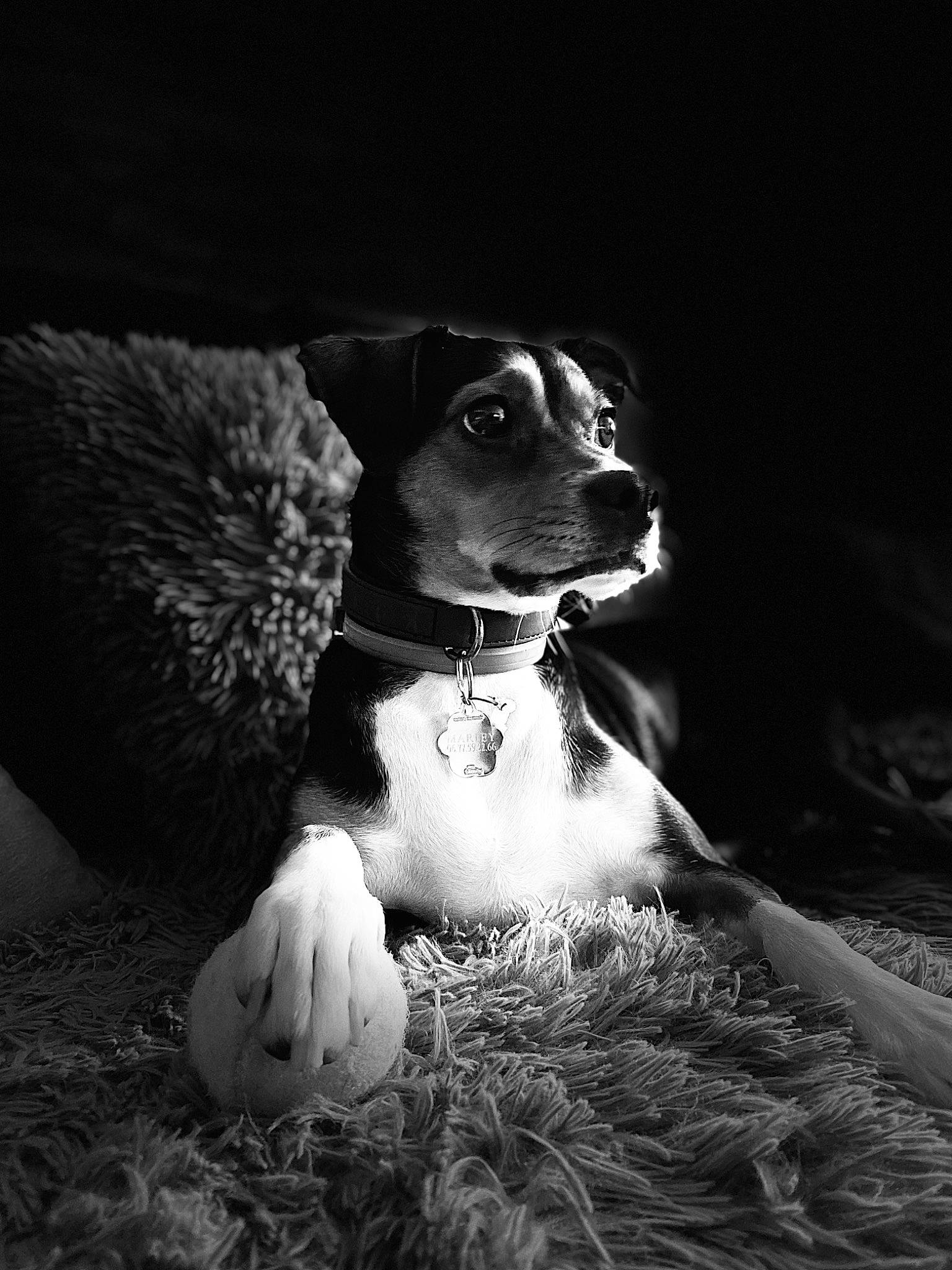 Marley a rejoint le concours — aidez-le/la à gagner de superbes lots ! ball, carnivore, companion_dog, darkness, dog, dog_breed, flash_photography, fur, grass, grey, monochrome, monochrome_photography, sitting, snout, sporting_group, still_life_photography, sunglasses, terrestrial_animal, whiskers, working_animal