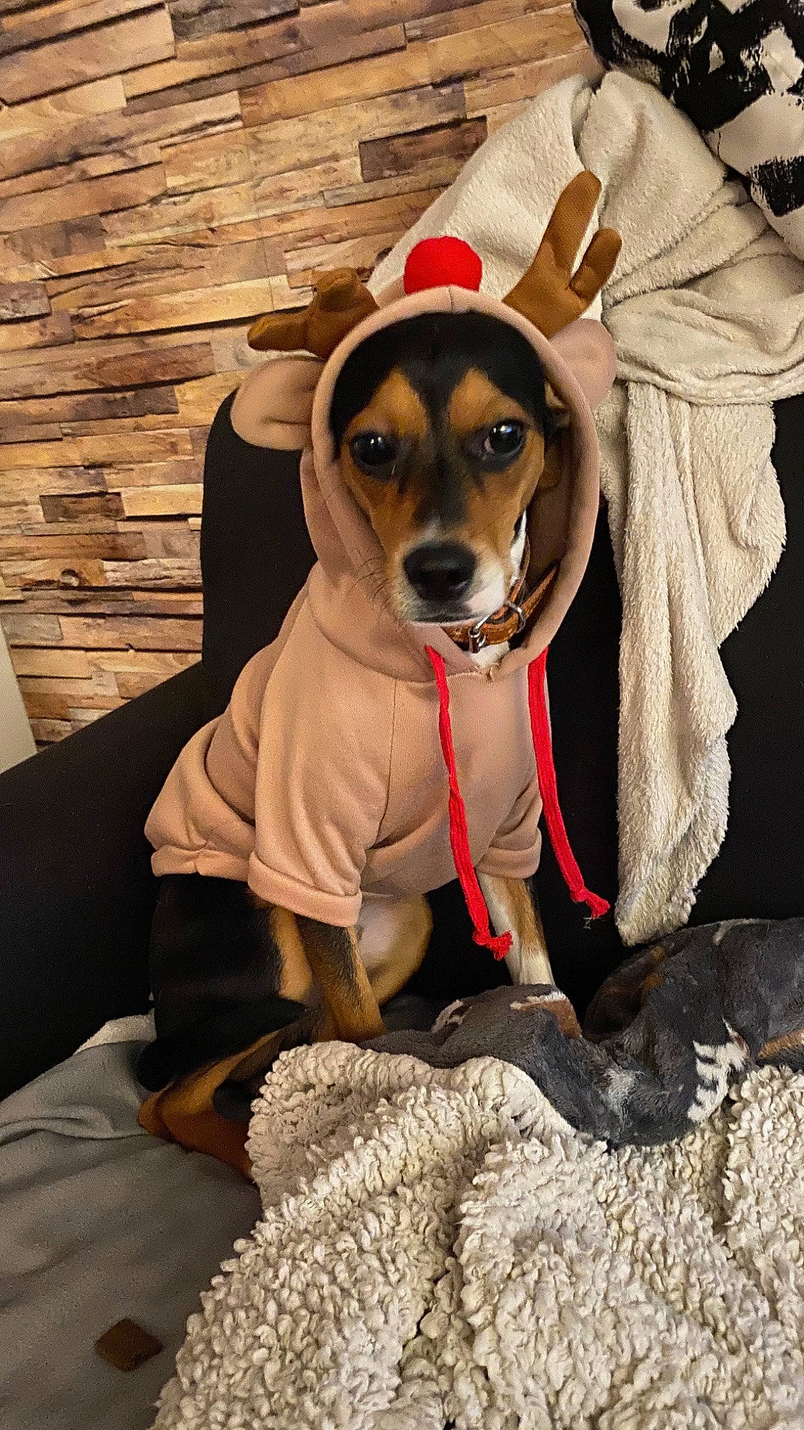 Marley a rejoint le concours — aidez-le/la à gagner de superbes lots ! belt, carnivore, collar, companion_dog, dog, dog_breed, dog_clothes, dog_collar, dog_supply, eyewear, fashion_accessory, fawn, hat, leash, pet_supply, snout, sporting_group, sunglasses, wood, working_animal