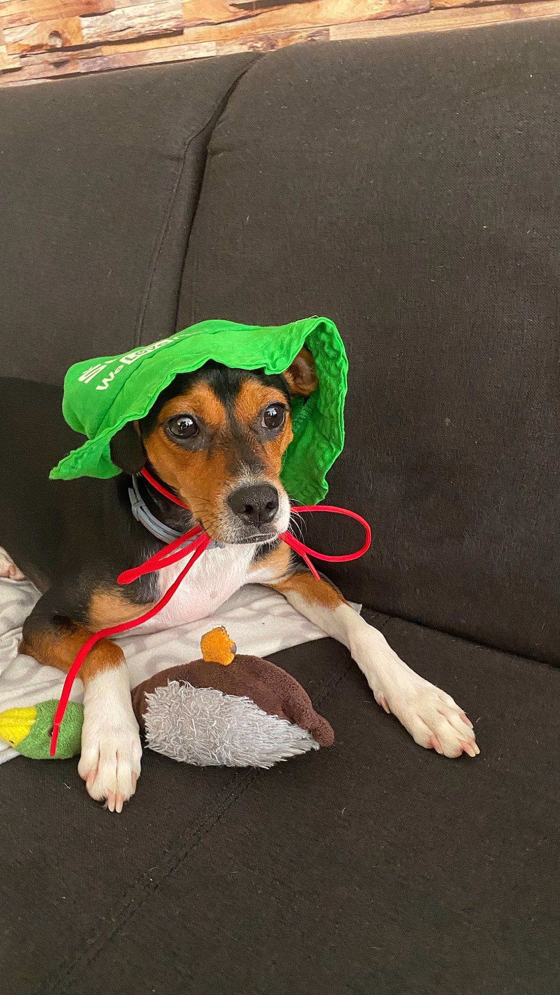 Marley a rejoint le concours — aidez-le/la à gagner de superbes lots ! canidae, carnivore, collar, companion_dog, dog, dog_breed, dog_clothes, dog_collar, dog_supply, fawn, flooring, leash, paw, pet_supply, snout, sporting_group, tail, working_animal