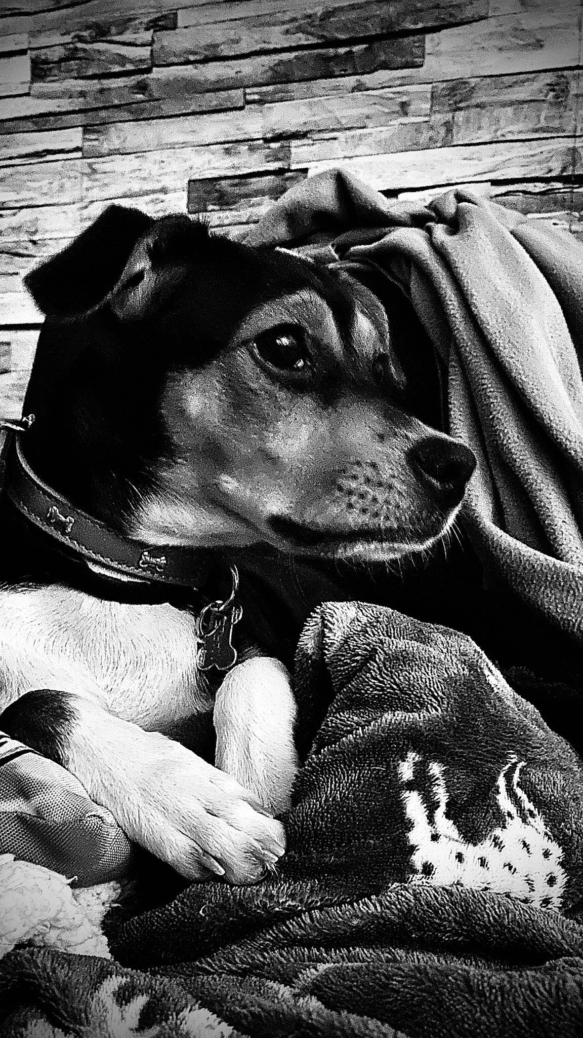 Marley participe au concours pour gagner de l'argent avec cette photo : art, black_and_white, canidae, carnivore, comfort, companion_dog, dog, dog_breed, fur, guard_dog, mammal, monochrome, monochrome_photography, snout, sporting_group, stock_photography, style, whiskers, working_animal, working_dog