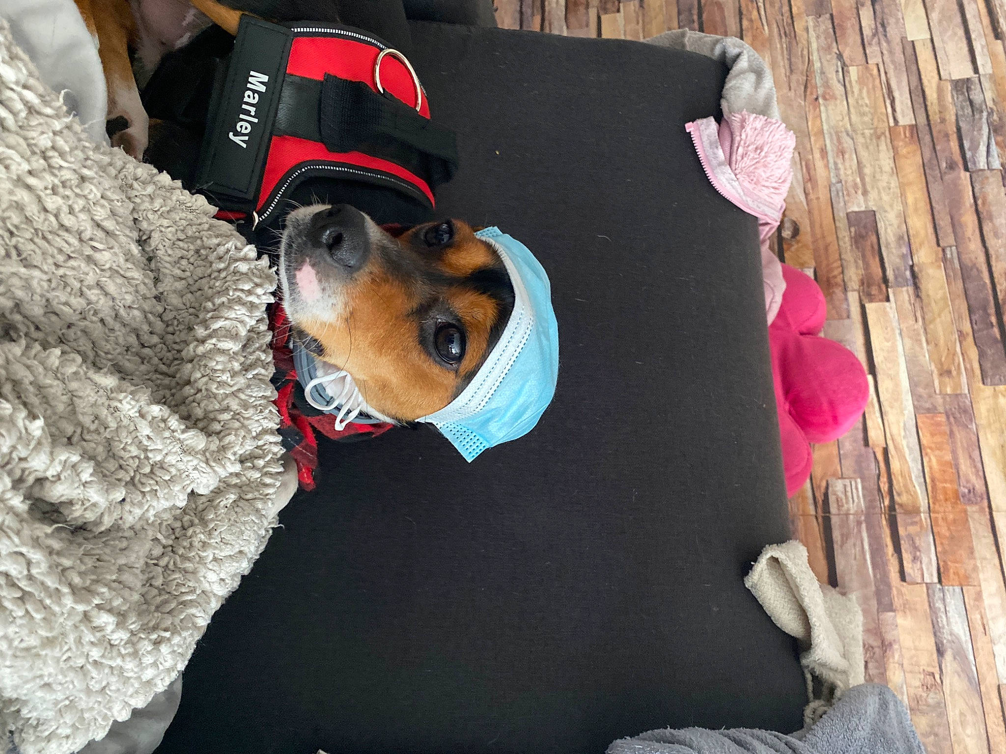 Marley a rejoint le concours — aidez-le/la à gagner de superbes lots ! carnivore, collar, companion_dog, dog, dog_breed, dog_clothes, dog_collar, dog_supply, eyewear, fashion_accessory, fawn, goggles, hat, leash, snout, sporting_group, sunglasses, t_shirt, wood, working_animal