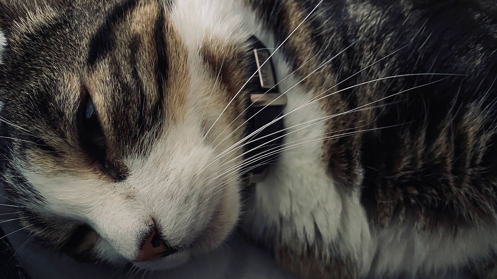 Balty a rejoint le concours — aidez-le/la à gagner de superbes lots ! carnivore, cat, claw, domestic_short_haired_cat, eye, felidae, fur, monochrome, monochrome_photography, nap, paw, sleep, small_to_medium_sized_cats, snout, tail, terrestrial_animal, whiskers, wildlife