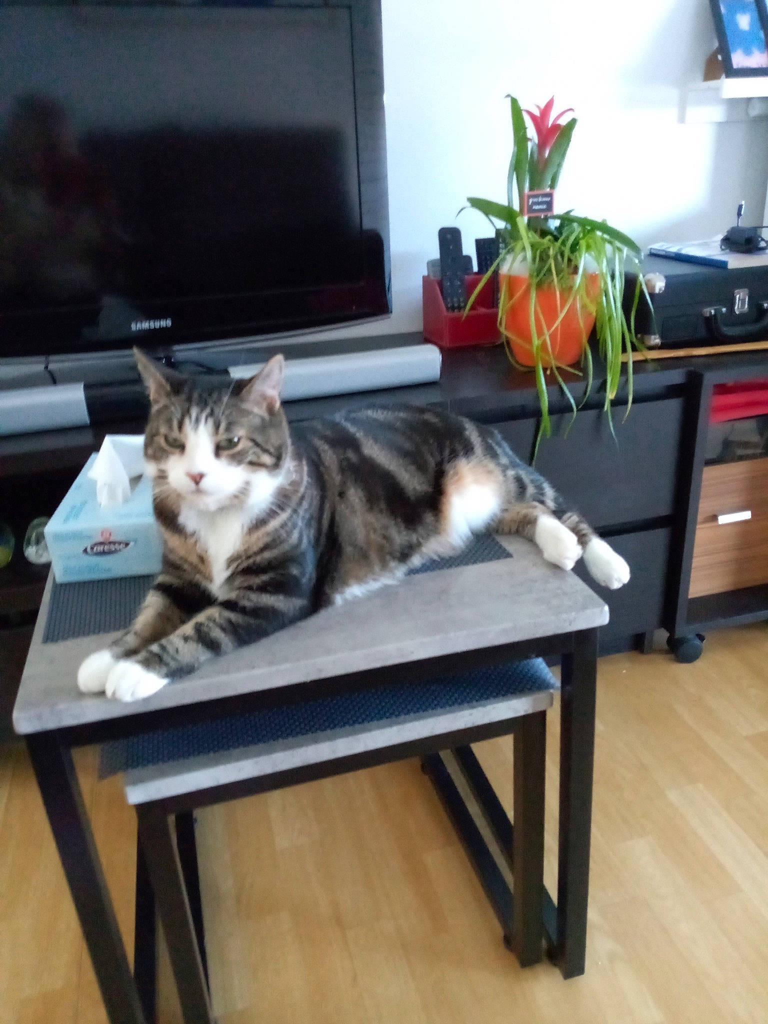 Balty participe au concours pour gagner de l'argent avec cette photo : carnivore, cat, comfort, felidae, floor, flooring, flowerpot, furniture, hardwood, houseplant, interior_design, mammal, plant, shelving, small_to_medium_sized_cats, table, vertebrate, whiskers, window, wood