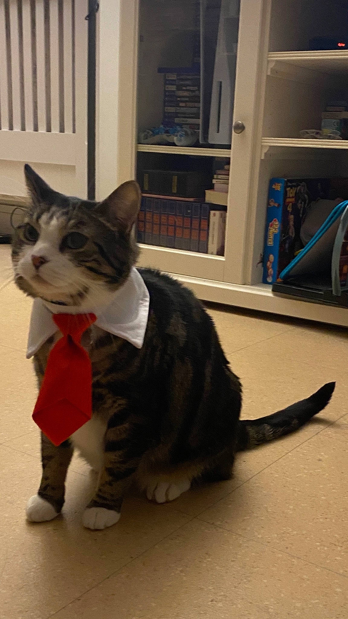 Balty a rejoint le concours — aidez-le/la à gagner de superbes lots ! art, bookcase, carnivore, cat, domestic_short_haired_cat, felidae, flooring, fur, hardwood, paw, shelf, shelving, sitting, small_to_medium_sized_cats, snout, tail, terrestrial_animal, whiskers