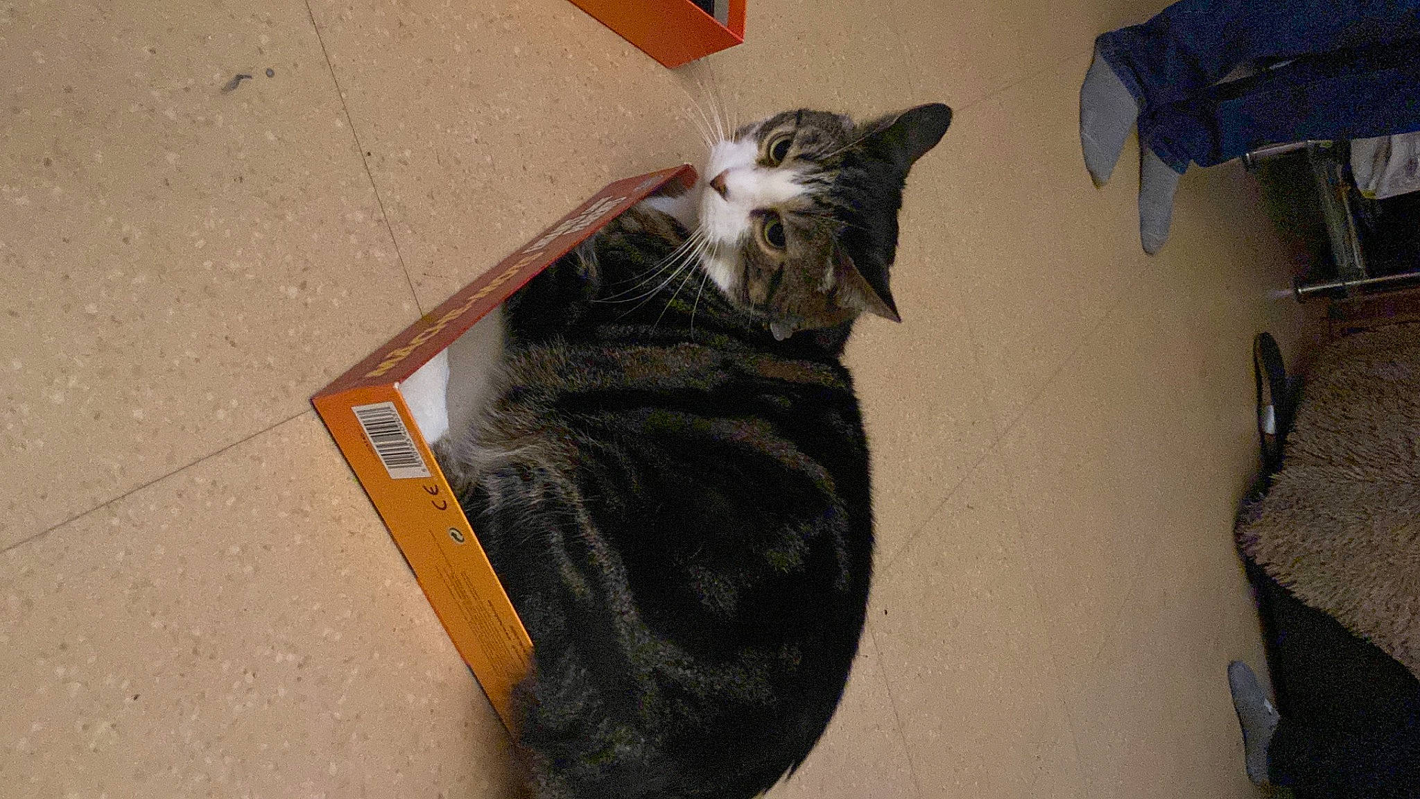 Balty a rejoint le concours — aidez-le/la à gagner de superbes lots ! carnivore, cat, comfort, domestic_short_haired_cat, felidae, flooring, foot, fur, hardwood, room, small_to_medium_sized_cats, snout, tail, whiskers, wood