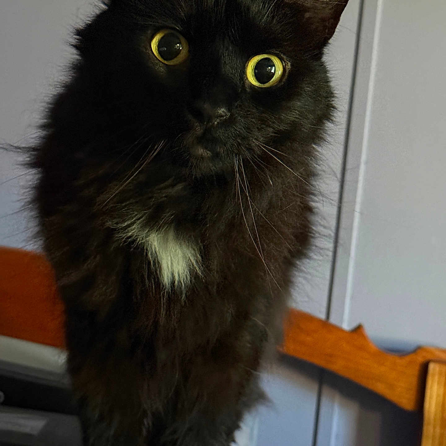 Fritz