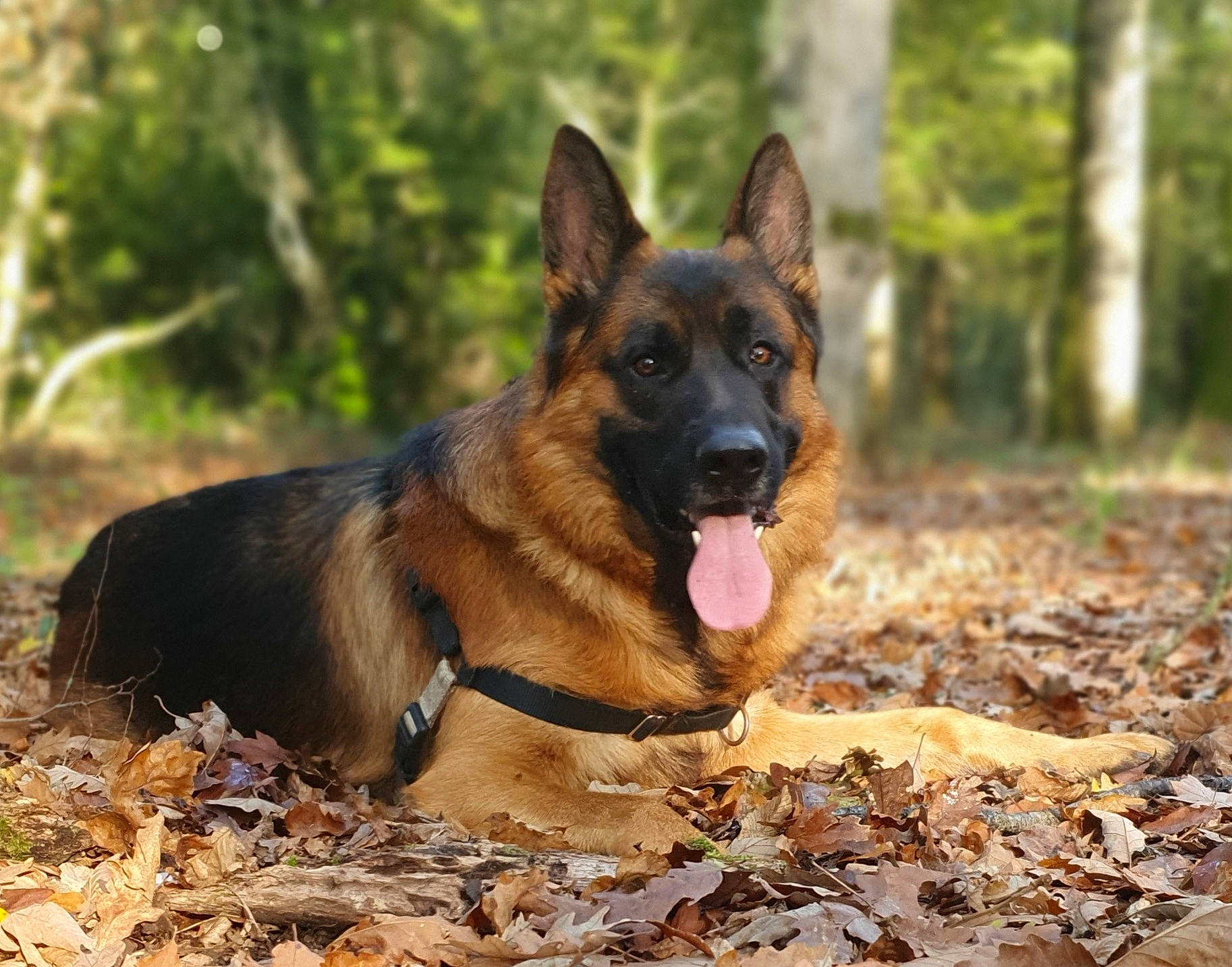 Zarko a rejoint le concours — aidez-le/la à gagner de superbes lots ! belgian_shepherd_malinois, biting, canidae, carnivore, dog, dog_breed, east_european_shepherd, fawn, german_shepherd_dog, guard_dog, herding_dog, king_shepherd, old_german_shepherd_dog, plant, soil, sporting_group, terrestrial_animal, tree, working_animal, working_dog