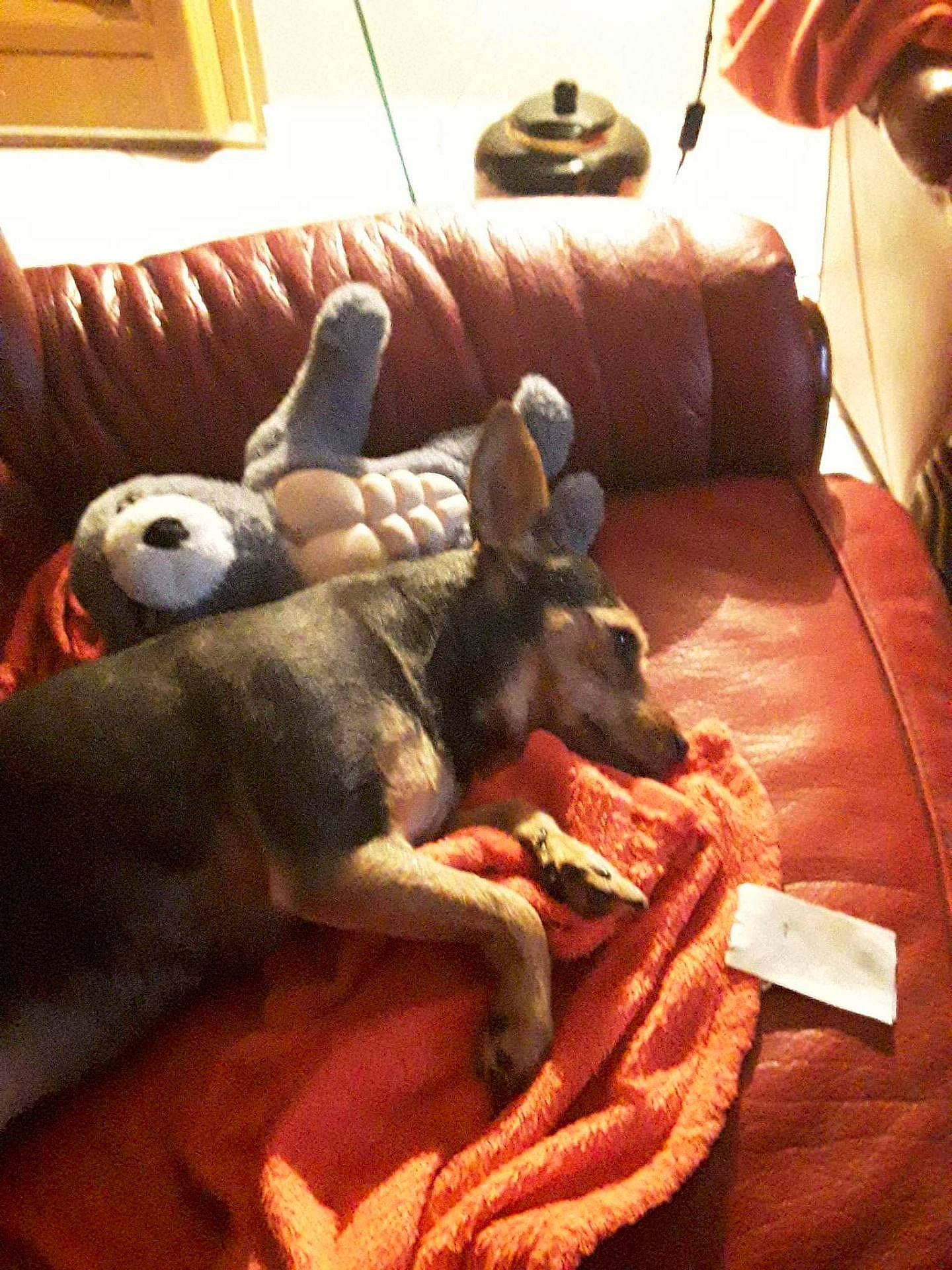 Lamisse a rejoint le concours — aidez-le/la à gagner de superbes lots ! carnivore, comfort, companion_dog, couch, dog, dog_breed, dog_supply, fawn, flooring, guard_dog, hardwood, linens, living_room, picture_frame, pillow, room, sporting_group, toy_dog, wood, working_animal