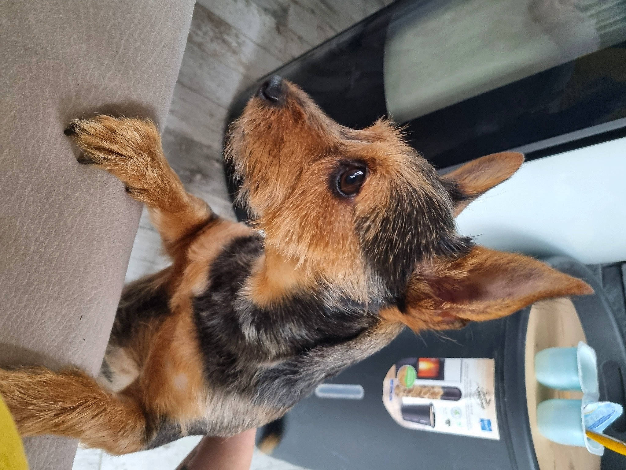 Lamisse participe au concours pour gagner de l'argent avec cette photo : canidae, carnivore, claw, comfort, dog_breed, ear, fawn, felidae, fur, gesture, liver, paw, small_to_medium_sized_cats, snout, sporting_group, tail, vehicle, whiskers, window