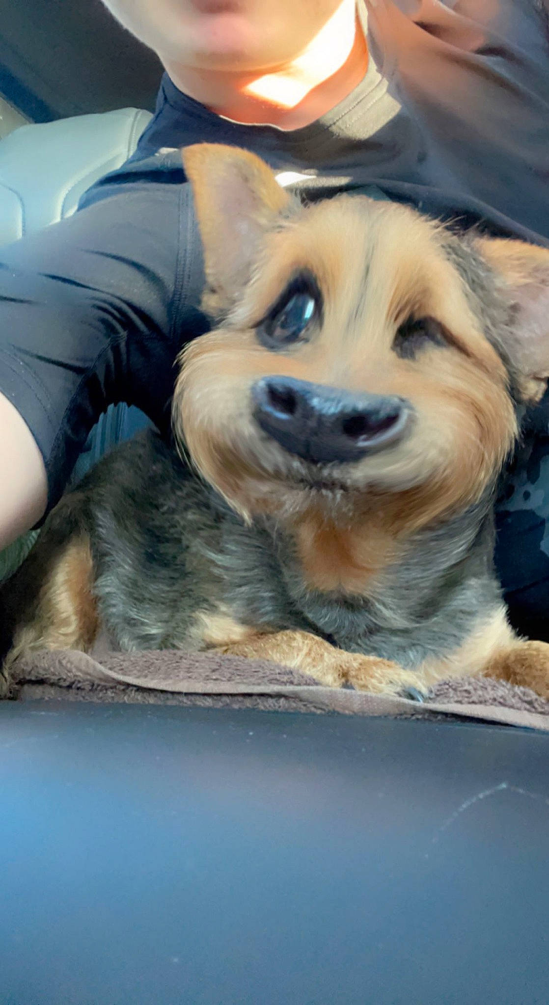 Lamisse participe au concours pour gagner de l'argent avec cette photo : canidae, carnivore, comfort, companion_dog, dog, dog_breed, fawn, fur, human_leg, paw, plant, puppy, sitting, sporting_group, thigh, tree, whiskers, working_dog